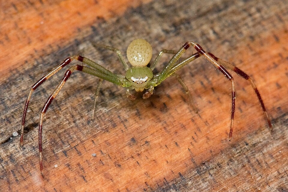 American Green Crab Spider