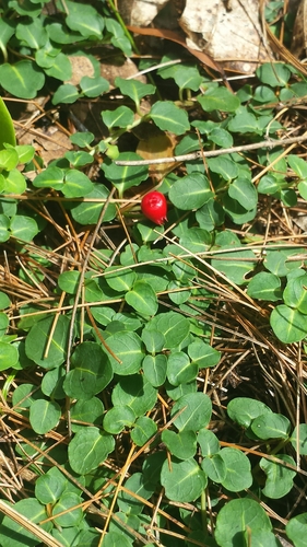 Partridgeberry