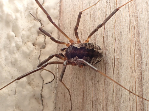 Saddleback Harvestman