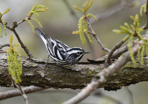 Black-and-white Warbler