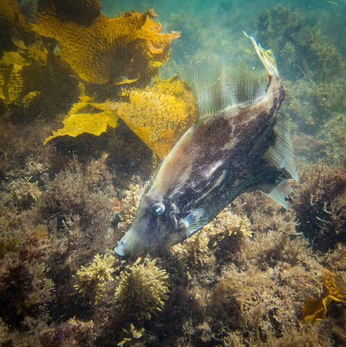 Fanbelly Leatherjacket