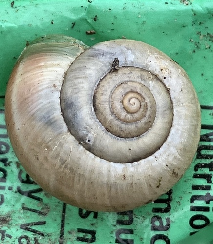 Kentish Nun Snail