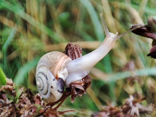 Carthusian Nun Snail