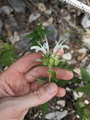 Wild bergamot