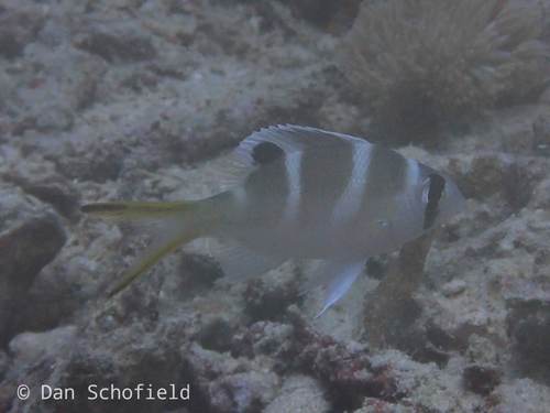 Humpnose Bigeye Bream