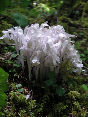 Ghost Pipe