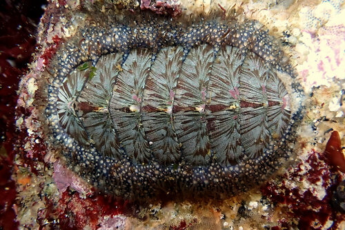 Woody Chiton