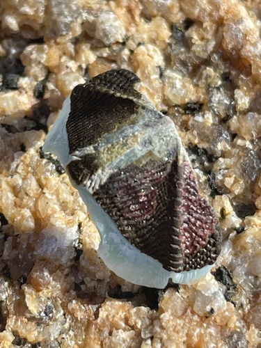 Mossy Chiton