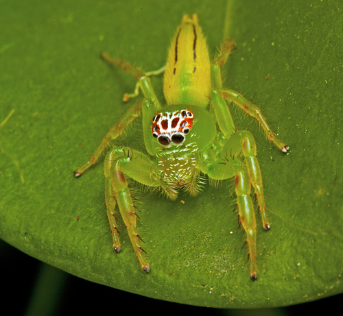 Green Jumping Spider