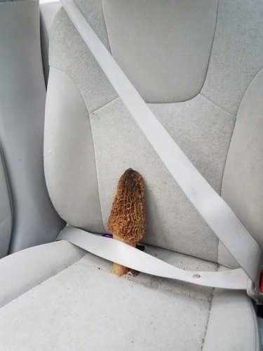 American yellow morel