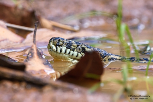 Carpet Python