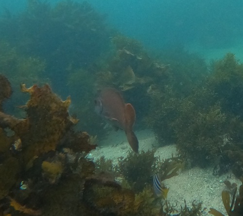 Red Morwong