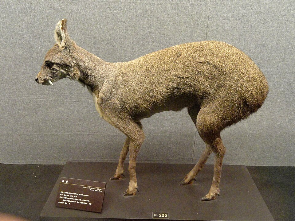 Chinese Forest Musk Deer