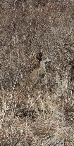 Alpine Musk Deer