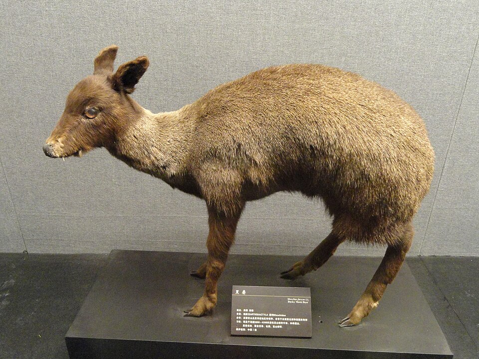 Dusky Musk Deer