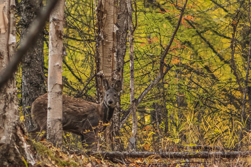 Siberian Musk Deer