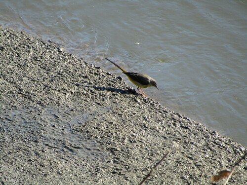 Grey Wagtail