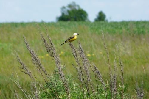 Western Yellow Wagtail