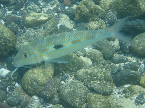 Yellowstripe Goatfish