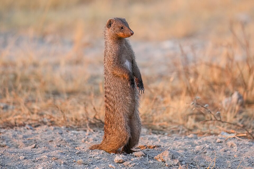 Banded Mongoose