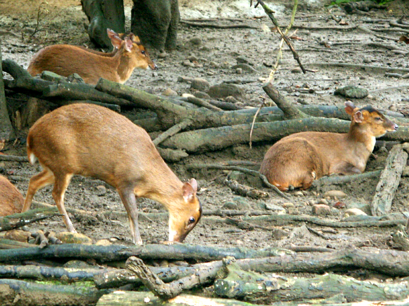 Reeves's Muntjac