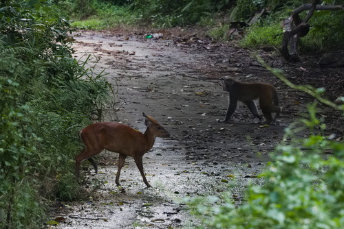 Northern Red Muntjac