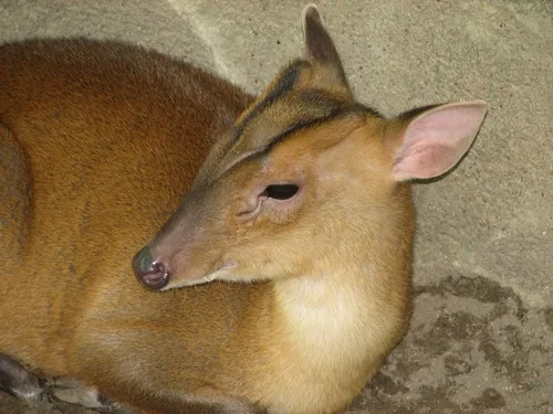 Large-antlered Muntjac