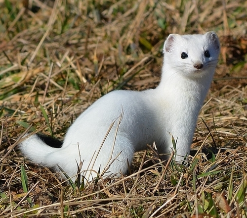 Eurasian Stoat