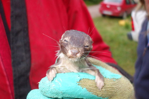 Least Weasel