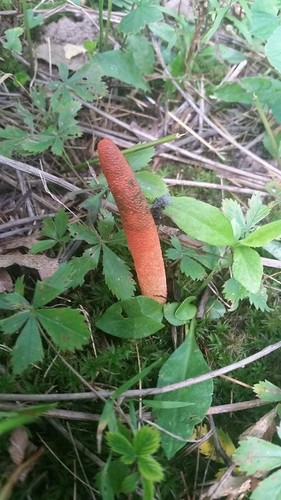 Devil's dipstick