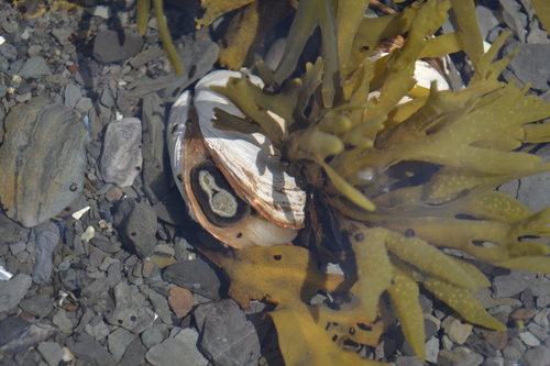 Soft-shelled Clam