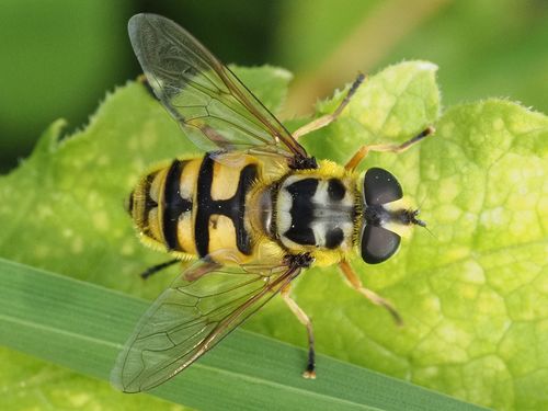 Yellow-haired Sun Fly
