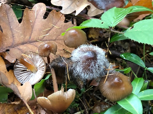 Clustered bonnet