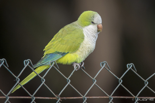 Monk Parakeet