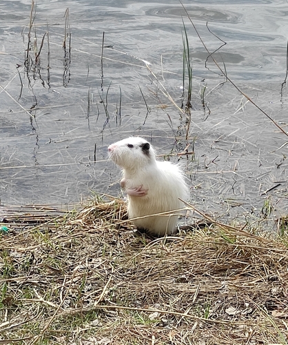 Coypu