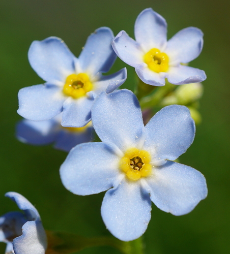 Water forget-me-not
