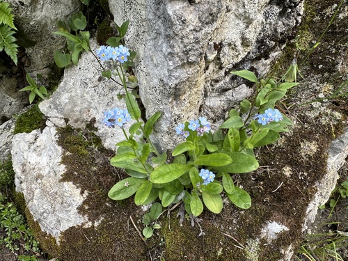 Wood Forget-me-not
