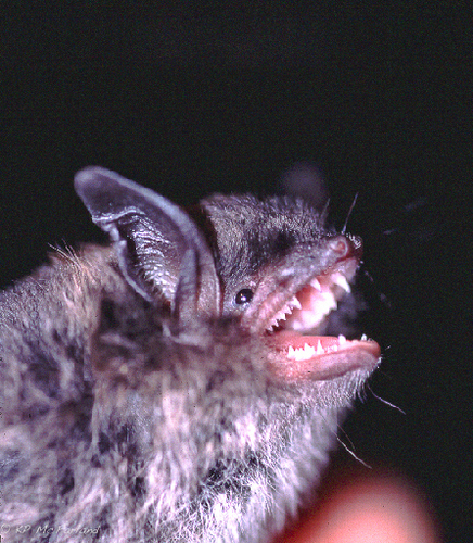 Little Brown Bat