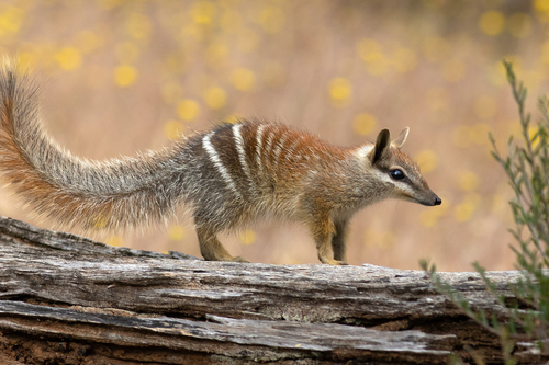 Numbat