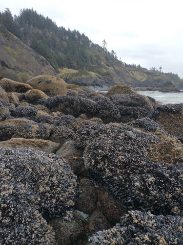California Mussel