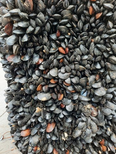 Blue Mussel