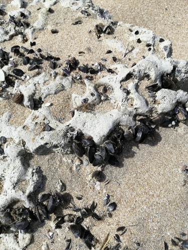 Mediterranean Mussel