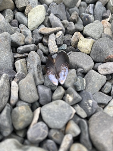 Northern Bay Mussel