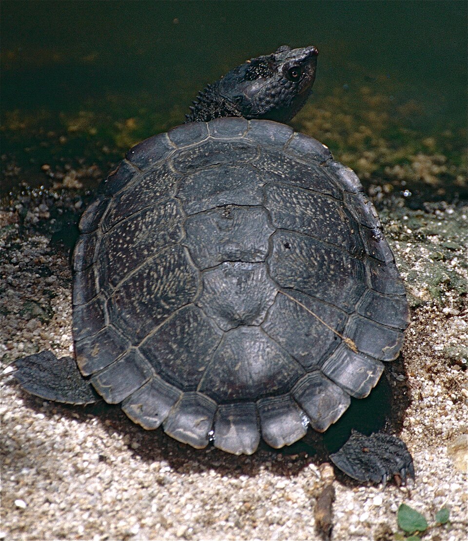 Eastern Saw-shelled Turtle