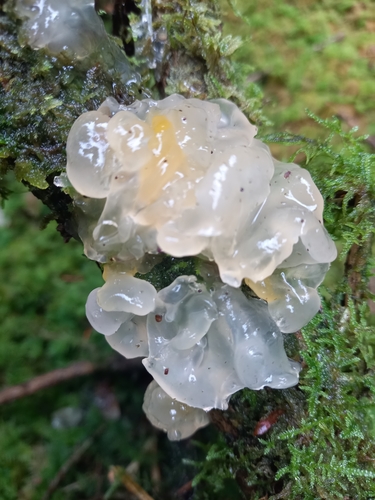 Crystal Brain Fungus