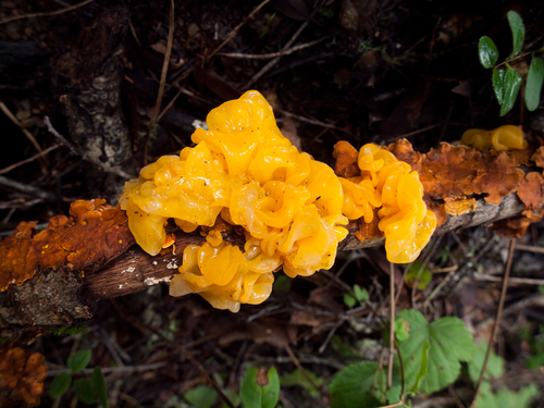 Golden ear