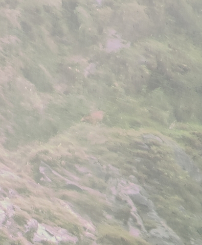 Red Goral