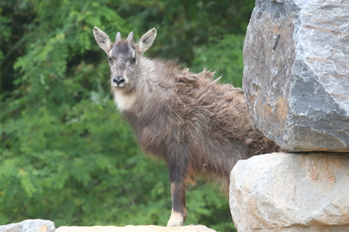 Amur Goral