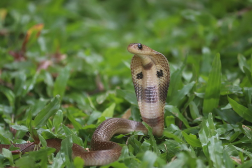 Indian Cobra