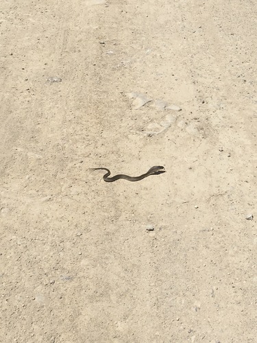 Indochinese Spitting Cobra